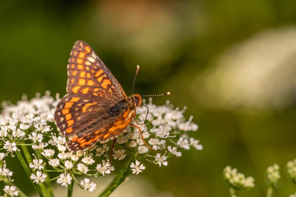 デリケートゾーンのケア手順を朝晩に行う方法は？