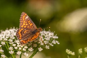 デリケートゾーンの市販クリームを比較しておすすめはどれ？