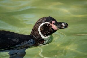 デリケートゾーンケアにおすすめの商品のランキングは？