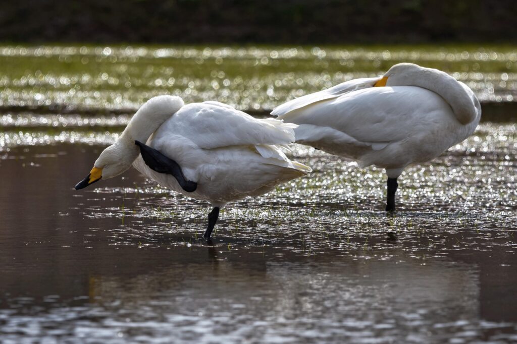 Oラインの痒みを改善する市販薬はどれがおすすめ？