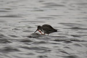 デリケートゾーンの痒みを和らげるためのサプリはどれがおすすめ？