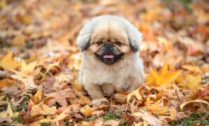 黒ずみを解消するデリケートゾーン用化粧品はどれがおすすめ？