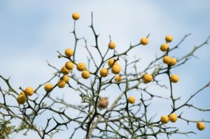 膣の乾燥を防ぐ更年期の対策は？