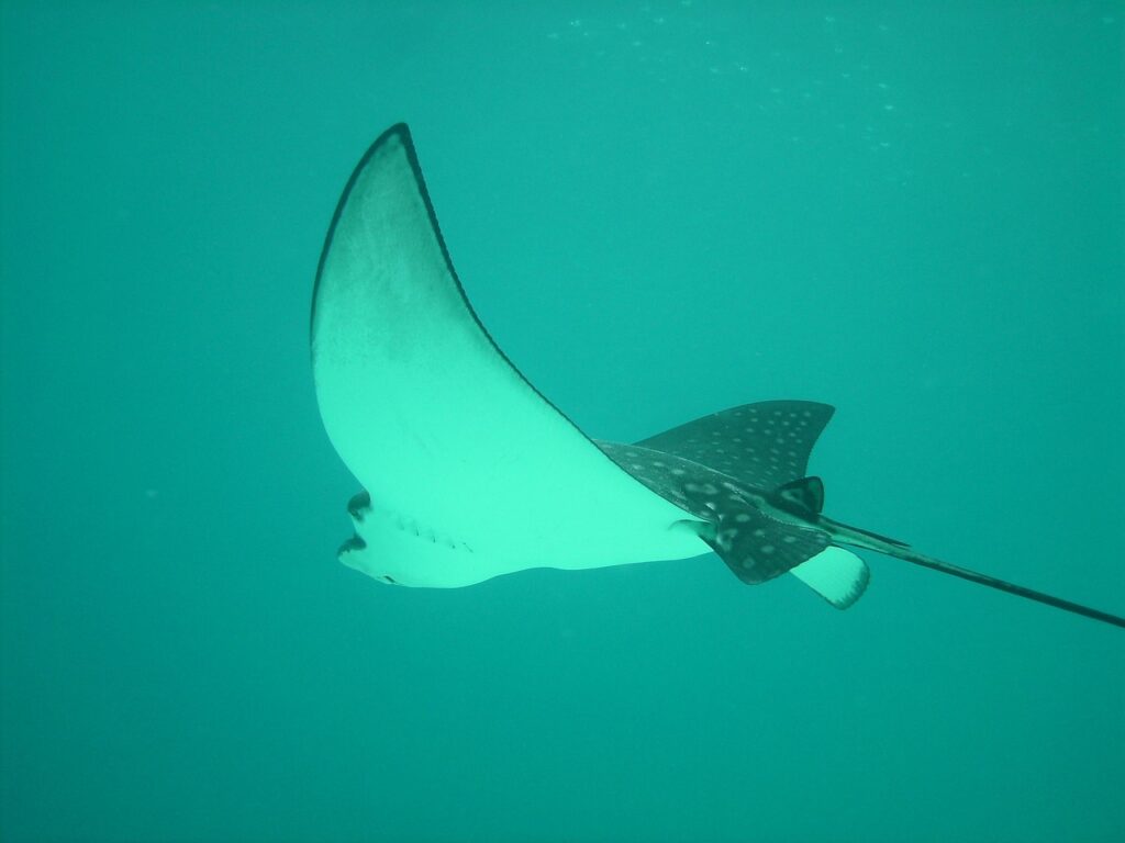おりもののにおいが魚臭いと感じる理由は？
