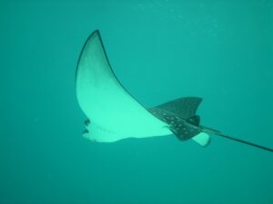 おりもののにおいが魚臭いと感じる理由は？